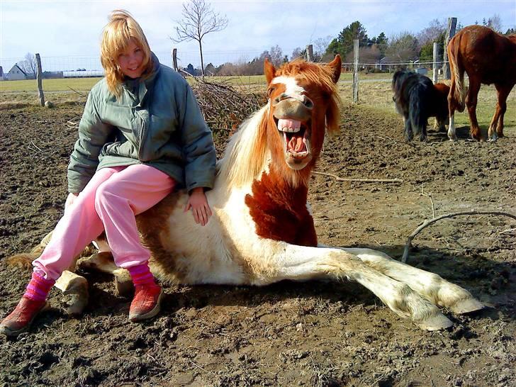 Pinto Prins Sylwester Nyberg hingst billede 12