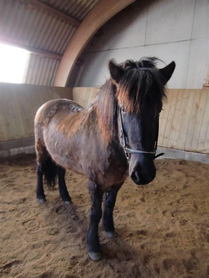 Islænder Rás fra lille Nørregård 2 - Solgt - Bor nu på Møn billede 9