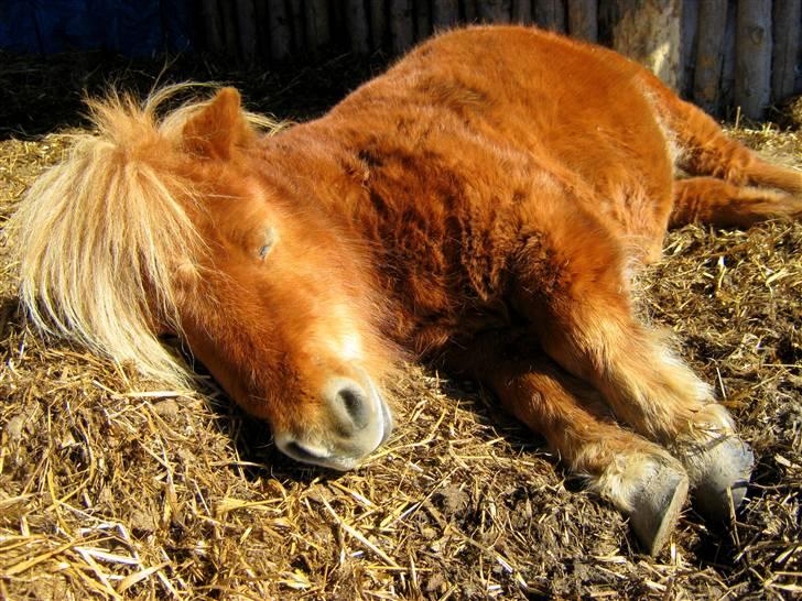 Shetlænder : Jo Jo billede 19