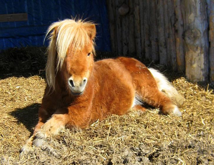 Shetlænder : Jo Jo billede 20