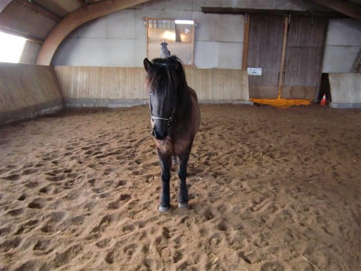 Islænder Rás fra lille Nørregård 2 - Solgt - Bor nu på Møn billede 10