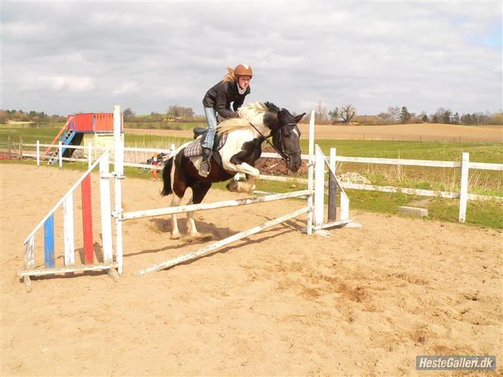 Barockpinto La Santa ¤ solgt ¤ :'( - Du er alt for fantastisk (savnet) billede 14