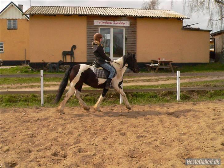 Barockpinto La Santa ¤ solgt ¤ :'( - Savner min plettede skønhed billede 16