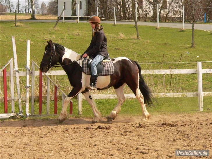 Barockpinto La Santa ¤ solgt ¤ :'( - Savner min plettede skønhed billede 17