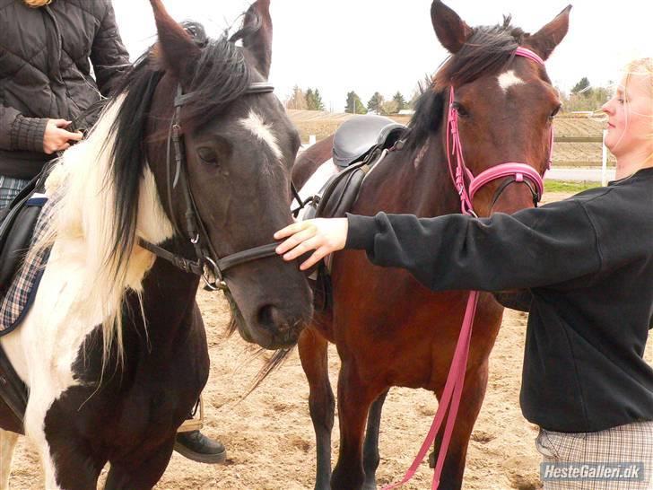 Barockpinto La Santa ¤ solgt ¤ :'( - Savner min plettede elskede skønhed :´(  billede 20