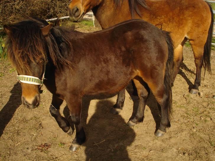 Anden særlig race Mulen - 16/04-2010 billede 9