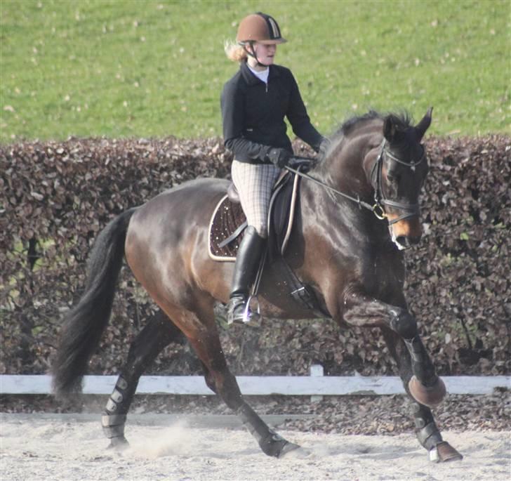 Holstener Licairo SOLGT billede 2