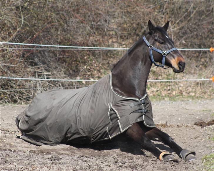 Holstener Licairo SOLGT billede 4