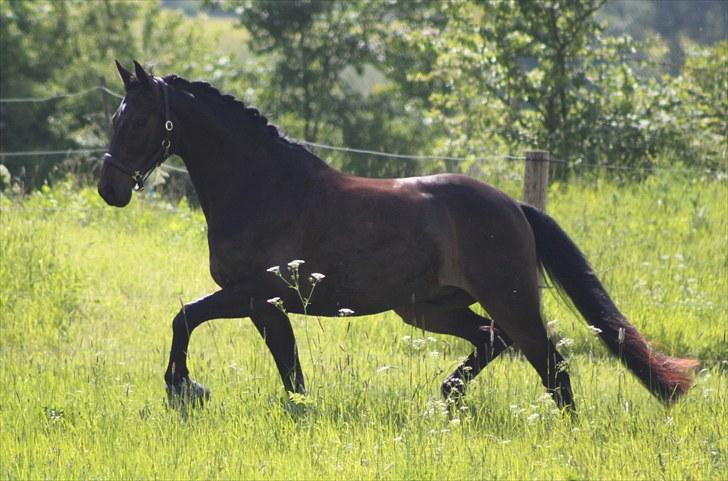 Holstener Licairo SOLGT billede 7