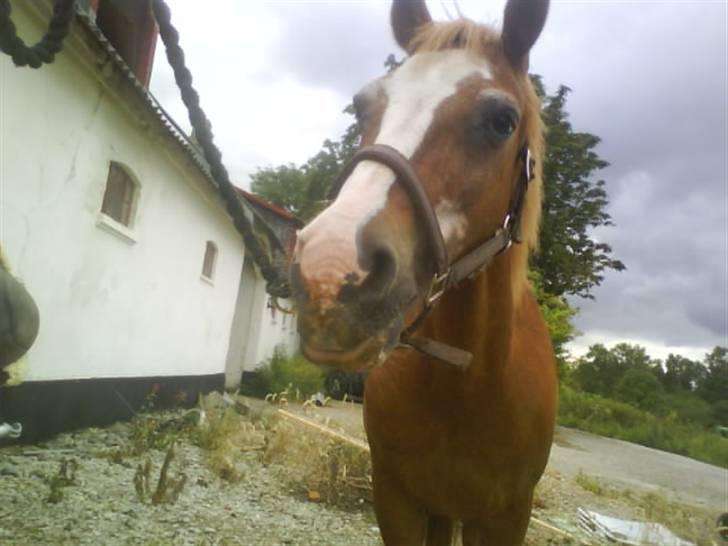 Anden særlig race Mazda - Mazda er nysgerrig :D<3 Foto: kan jeg ik huske :D billede 19