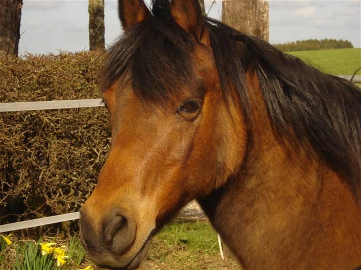 Anden særlig race Nikolai - 16/04-2010 billede 1