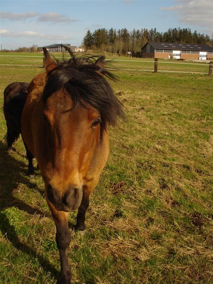 Anden særlig race Nikolai - 16/04-2010 billede 2