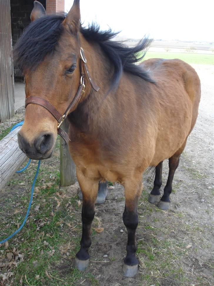 Anden særlig race Nikolai - 17/04-2010 billede 3