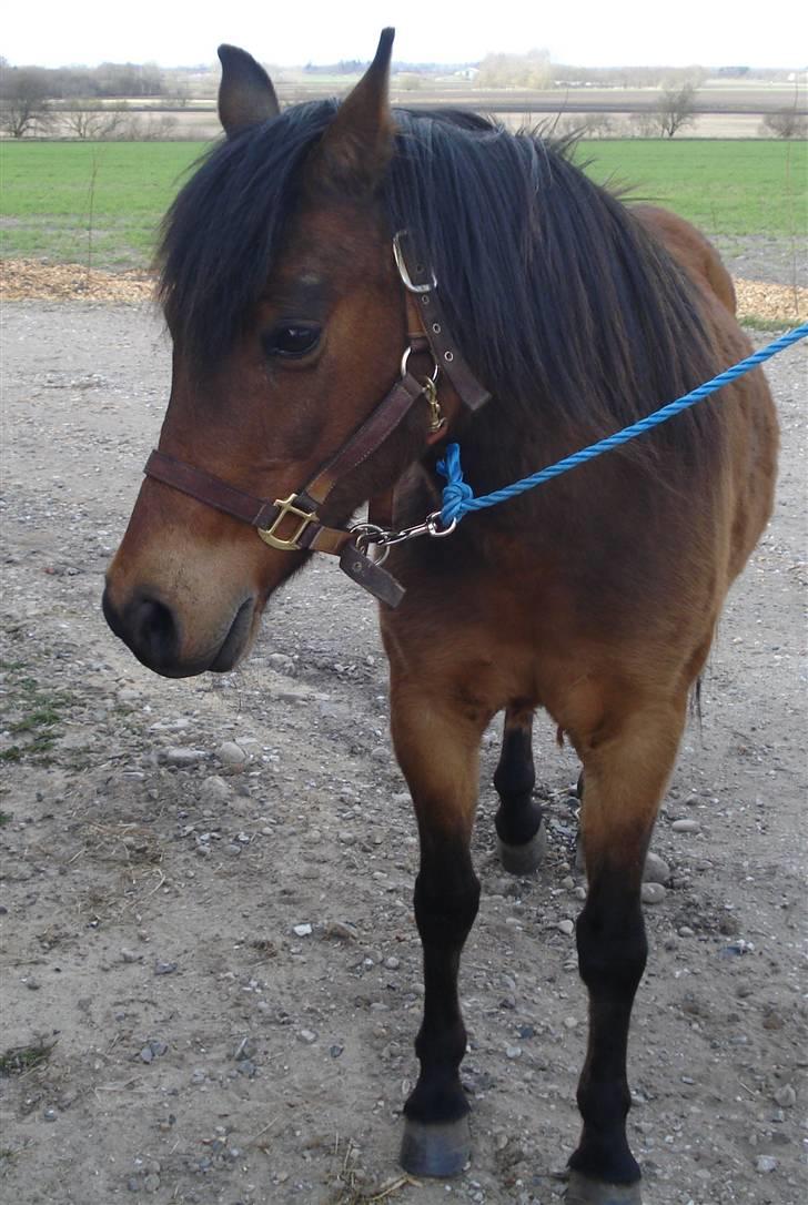 Anden særlig race Nikolai - 17/04-2010 billede 4