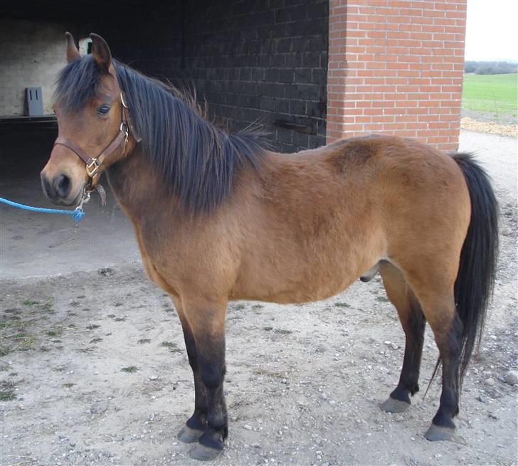 Anden særlig race Nikolai - 17/04-2010 billede 5