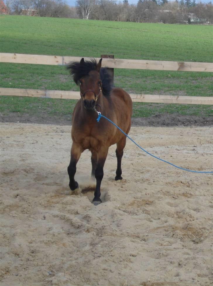 Anden særlig race Nikolai - 17/04-2010 billede 6