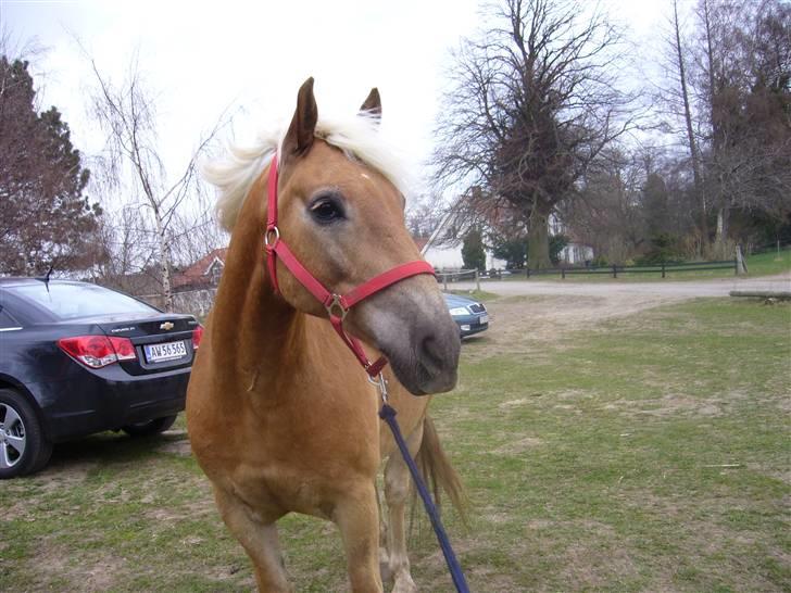 Haflinger Thor (red) Solgt  - <333333 MAN MÅ IKKE KOPIRE MINE BILLEDER!! Taget af clara. billede 19