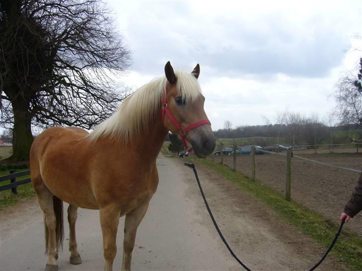 Haflinger Thor (red) Solgt  - Mit sidste billed af Thor :( MAN MÅ IKKE KOPIRE MINE BILLEDER!! Taget af clara. billede 20