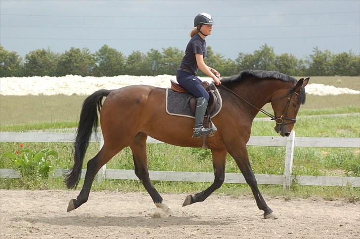 Dansk Varmblod Cassandra Mak (Casse) solgt - Casse og Zelina hjemme på banen juni 2010 billede 6