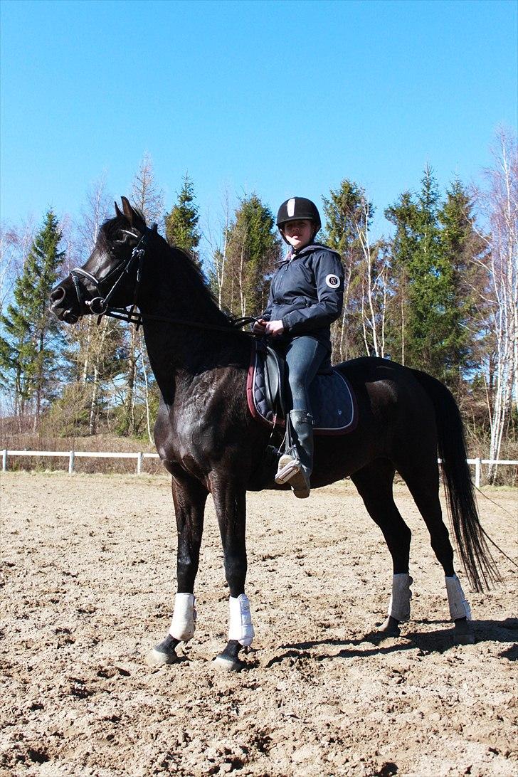 Arabisk fuldblod (OX) AZIZA CHACIA LYKKE - Altså smuk er du ;-) Elsker dig putte pige! billede 5