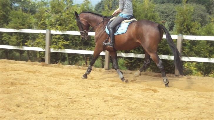 Traver Ju-bee (Far's hest) - NYT d. 5/7-10 billede 1