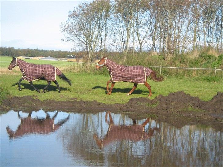 Traver Ju-bee (Far's hest) - Så er man lige på hjemme besøg billede 3
