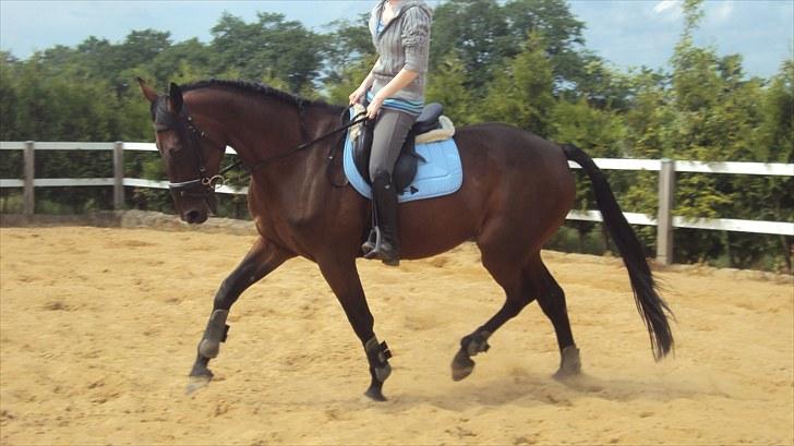 Traver Ju-bee (Far's hest) - LÆKKER LÆKKER billede 4