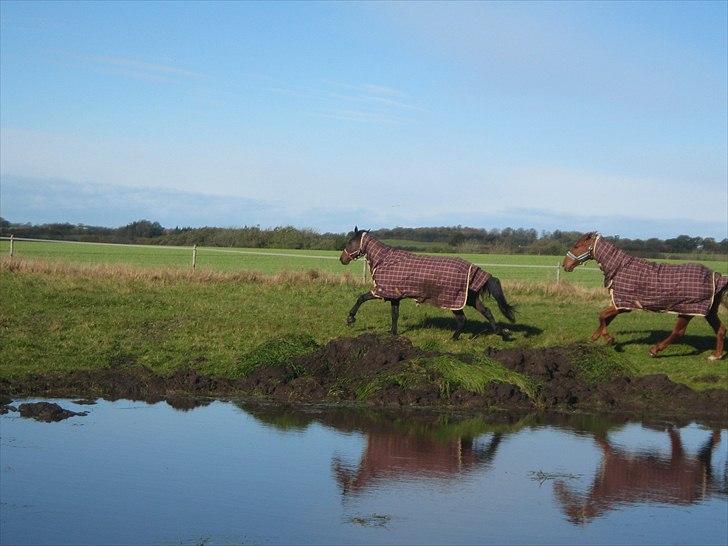 Traver Ju-bee (Far's hest) - Ude og skridte tur billede 5