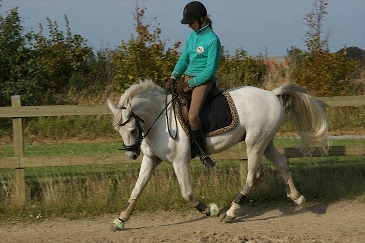 Connemara Sk..gårdens Brave Silver billede 10