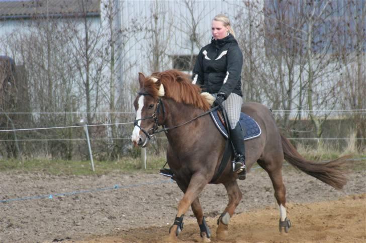 New Forest Cosmo billede 19