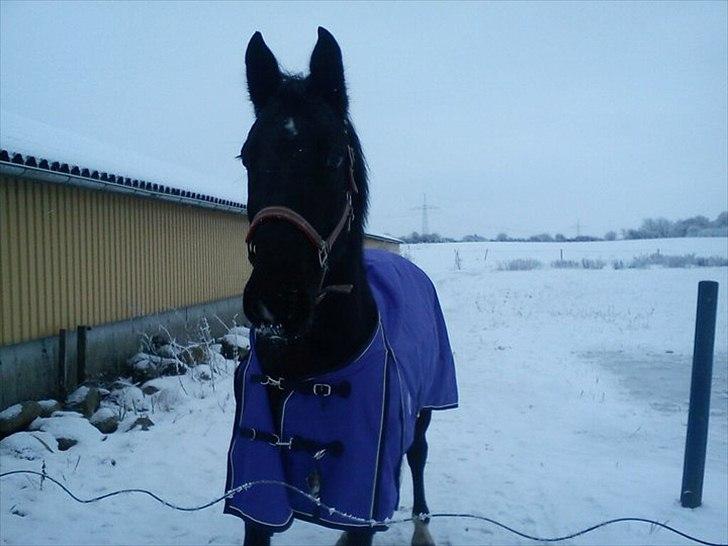 Anden særlig race Flika billede 16