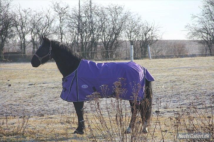 Anden særlig race Flika - Det er skønt at være ude når solen skinner billede 17