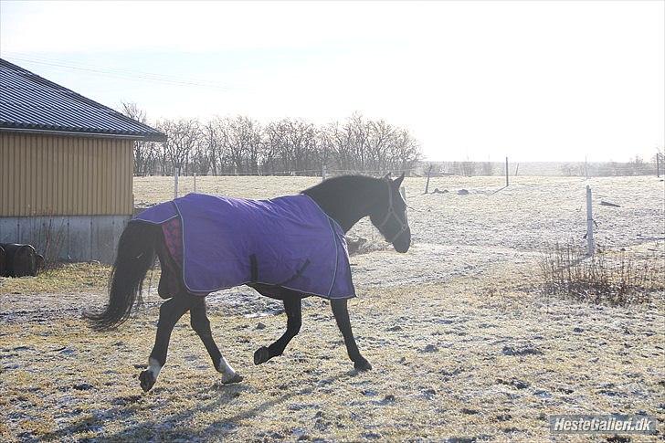 Anden særlig race Flika billede 18