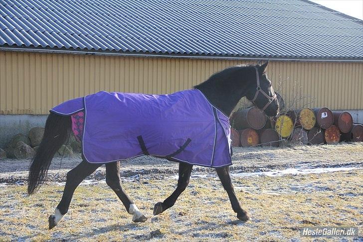 Anden særlig race Flika billede 19