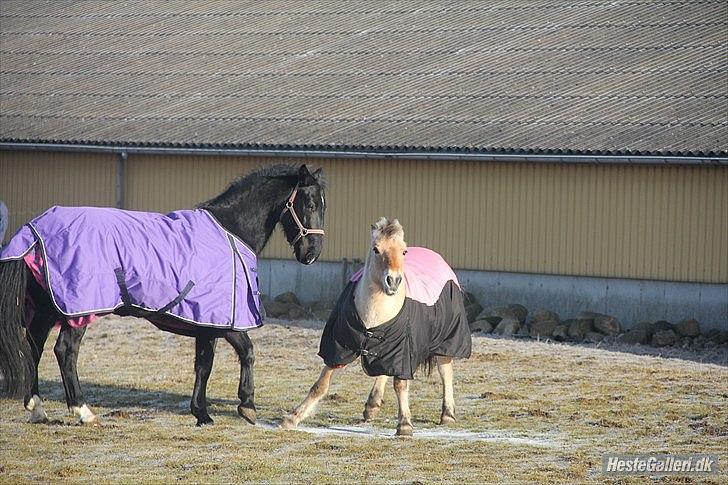 Anden særlig race Flika - Flika og musse på mark sammen billede 20
