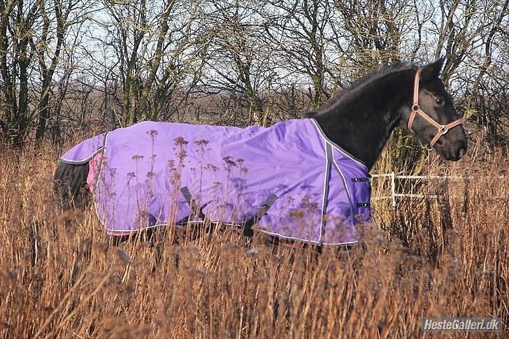 Anden særlig race Flika billede 21