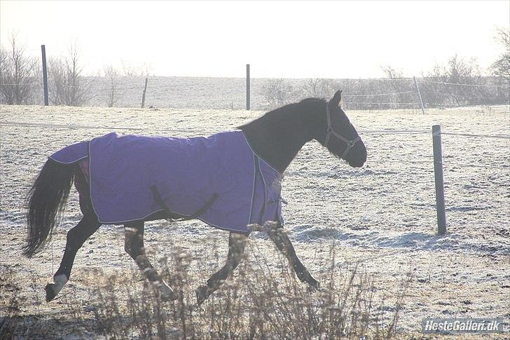 Anden særlig race Flika - Min smuk lille flika billede 22