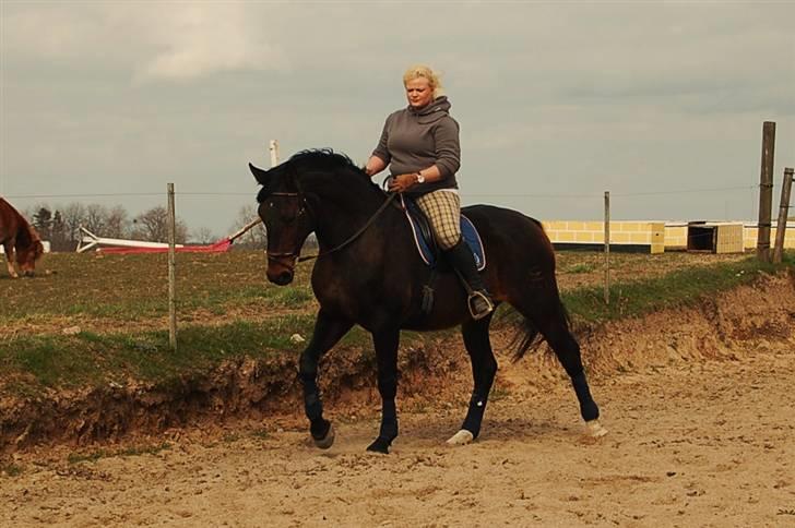 Dansk Varmblod Mathilde billede 13