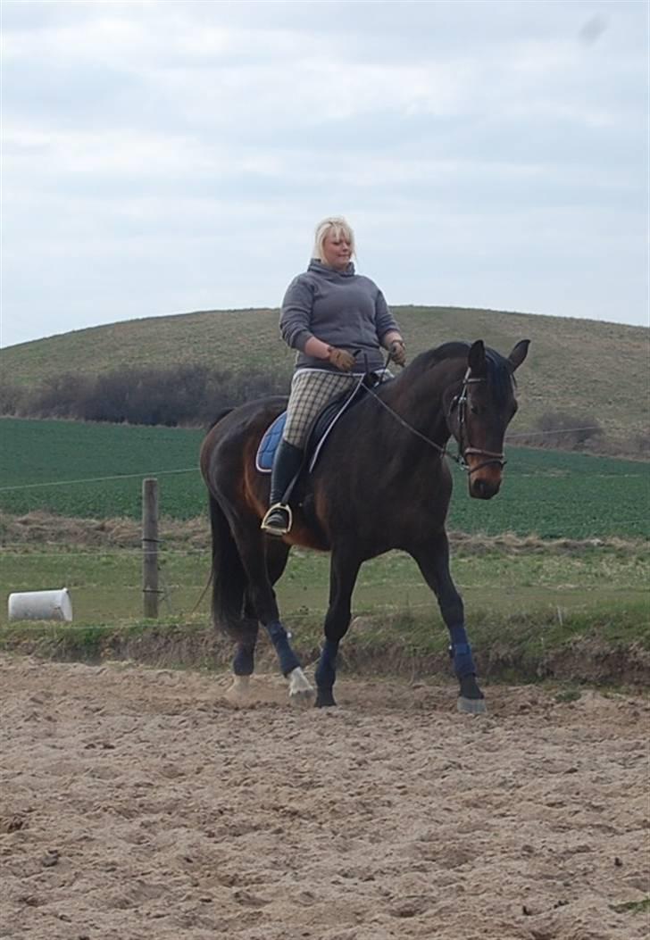 Dansk Varmblod Mathilde billede 14