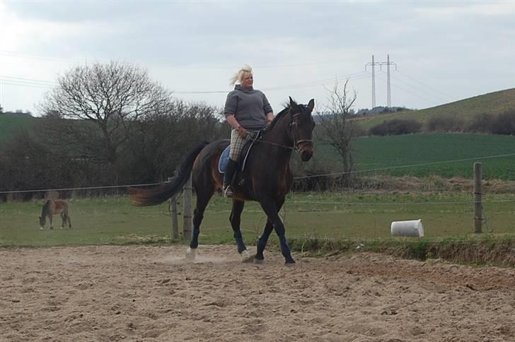 Dansk Varmblod Mathilde billede 15