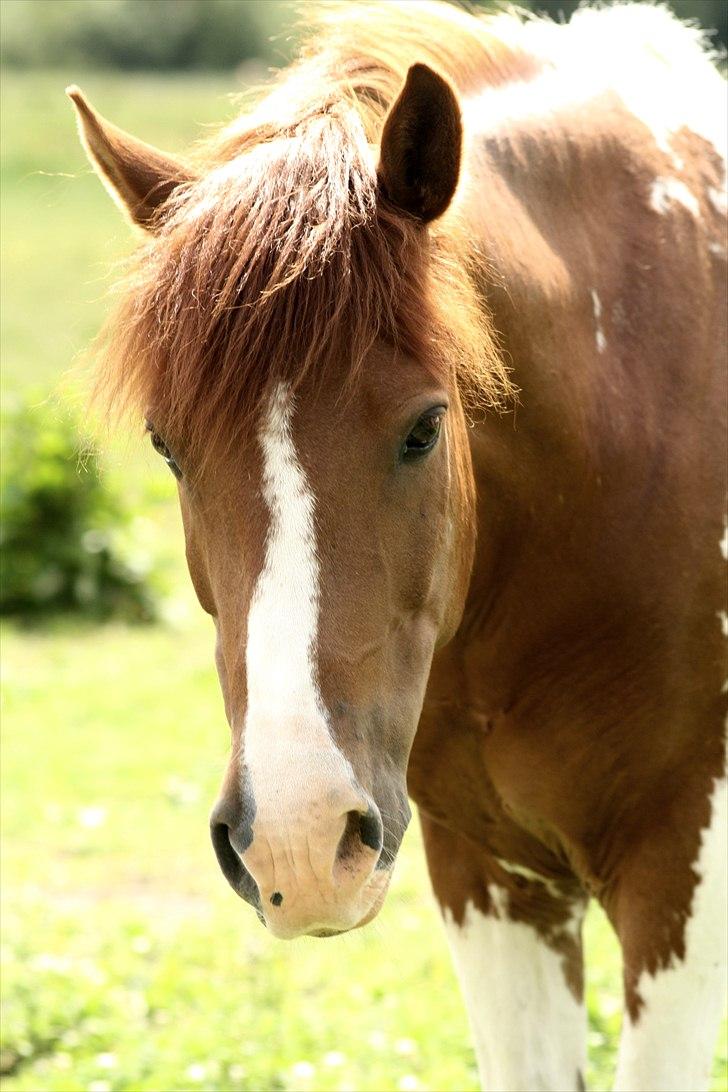 Pinto Martell <3 - Tidl. part. - VELKOMMEN. Min fantastiske dreng! <3 | Fotograf: FKW - 26.06.10 | billede 1