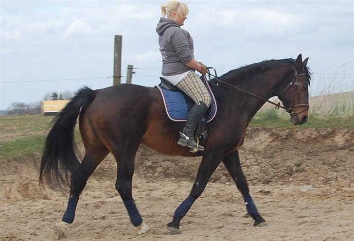 Dansk Varmblod Mathilde billede 16