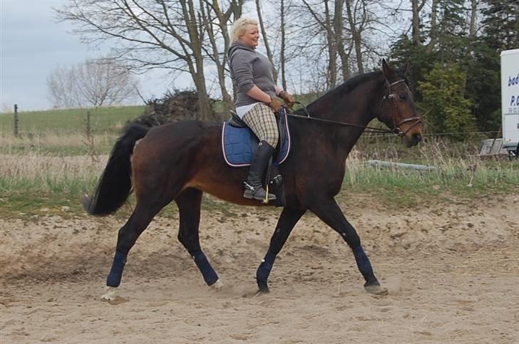 Dansk Varmblod Mathilde billede 17