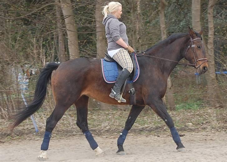 Dansk Varmblod Mathilde billede 18