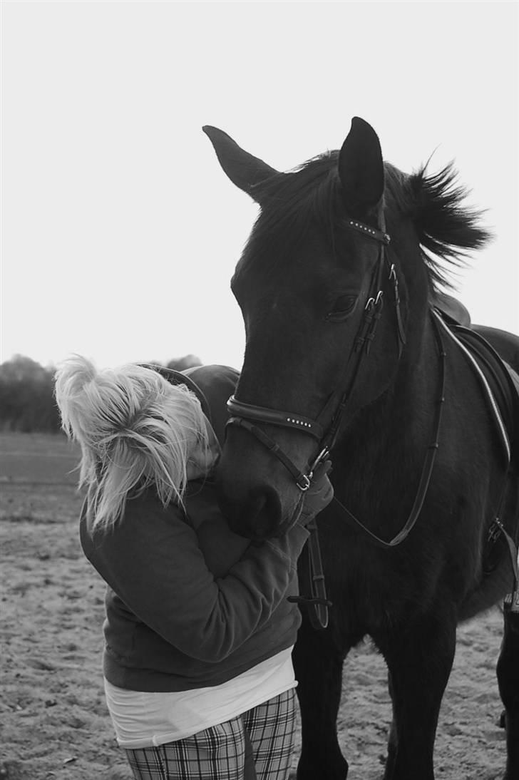 Dansk Varmblod Mathilde billede 20
