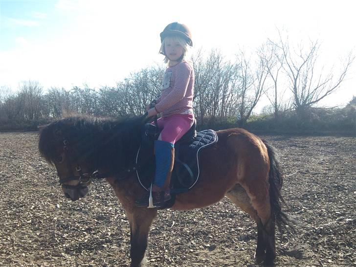 Shetlænder Felix (solgt) - Første gang de rider på udendørsbanen. billede 9