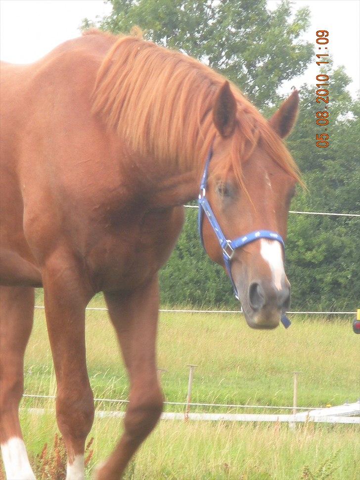 Oldenborg Kubriano langmose - Da han kom hjem billede 7