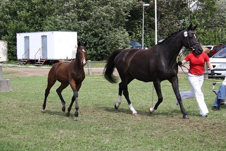 Dansk Varmblod Sweet Sixteen - følskue 2010, sdr. hygum billede 17