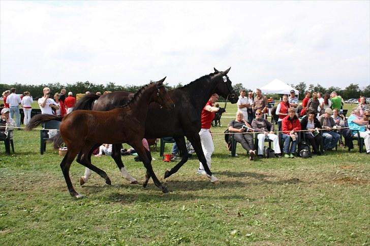 Dansk Varmblod Sweet Sixteen - følskue 2010, sdr. hygum billede 15