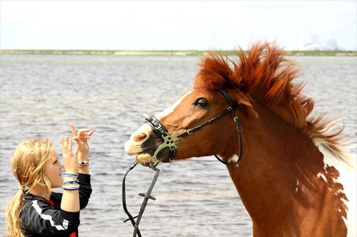 Pinto Martell <3 - Tidl. part. - Trick; Ryste, og så med det smukke hav i baggrunden. :´D  | Fotograf: FKW 26.06.10 | billede 4